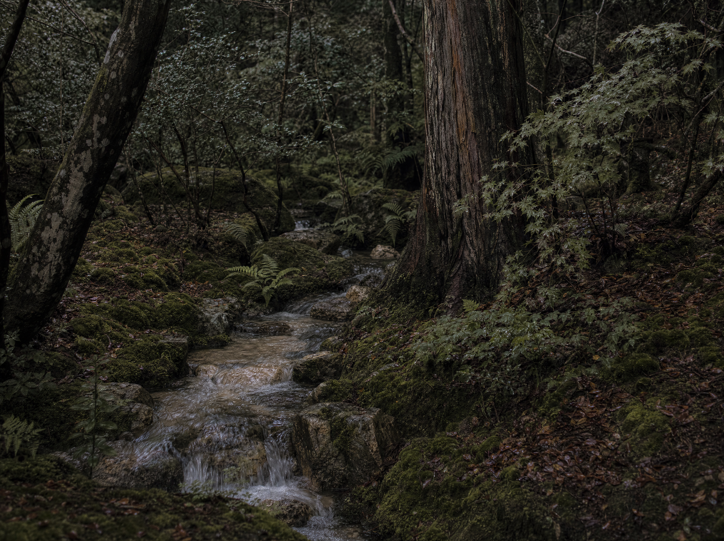 One of the three shallow streams running through moss and fern